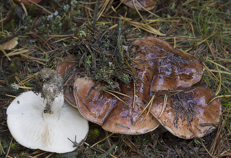 Tricholoma pessundatum